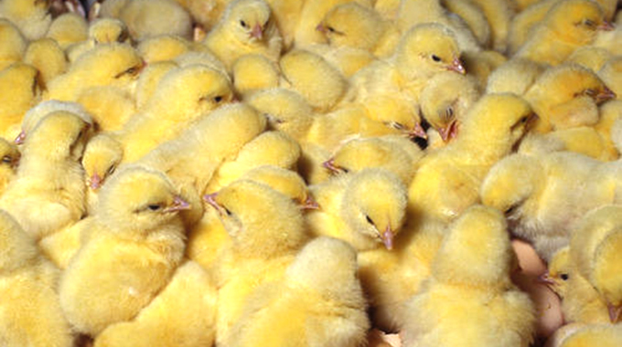 Broiler day old chicks