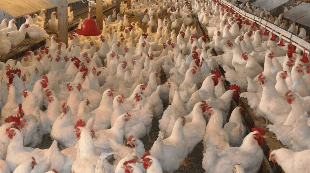 broiler poultry farming business plan zimbabwe