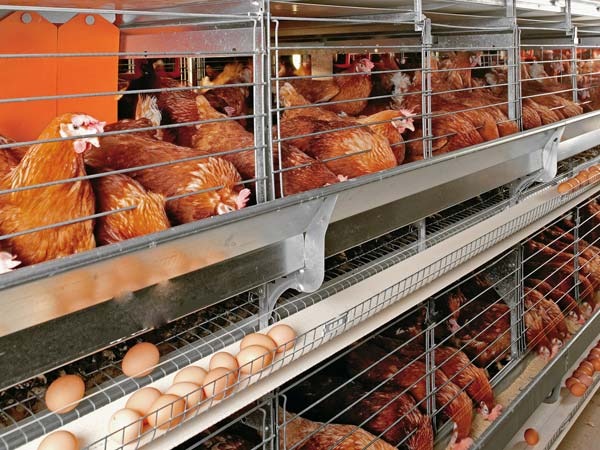 layers egg farming business plan zimbabwe