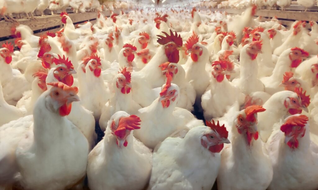 mature broilers for sale