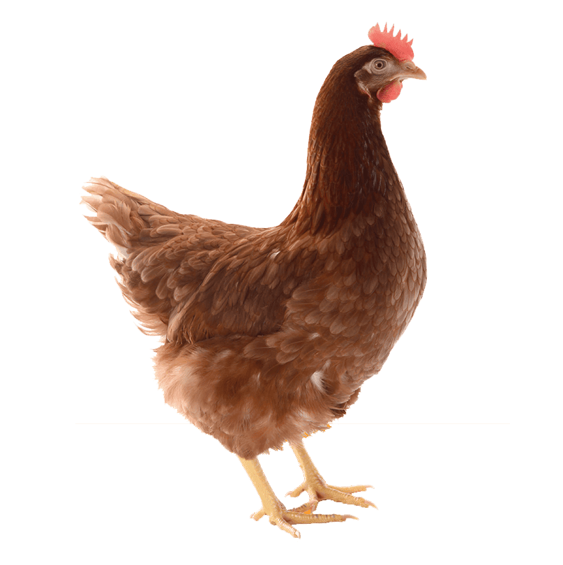 point of lay bird