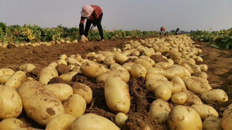 potato farming business zimbabwe